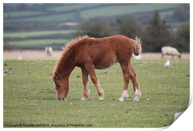 Dartmoor Pony Foal Print by Nigel Barrett Canvas