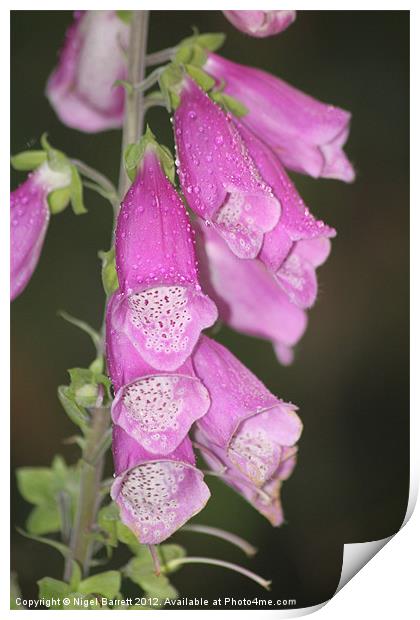 Morning dew on Foxglove Print by Nigel Barrett Canvas