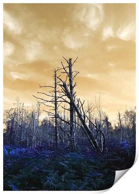 Death of The trees Print by Mike Gorton
