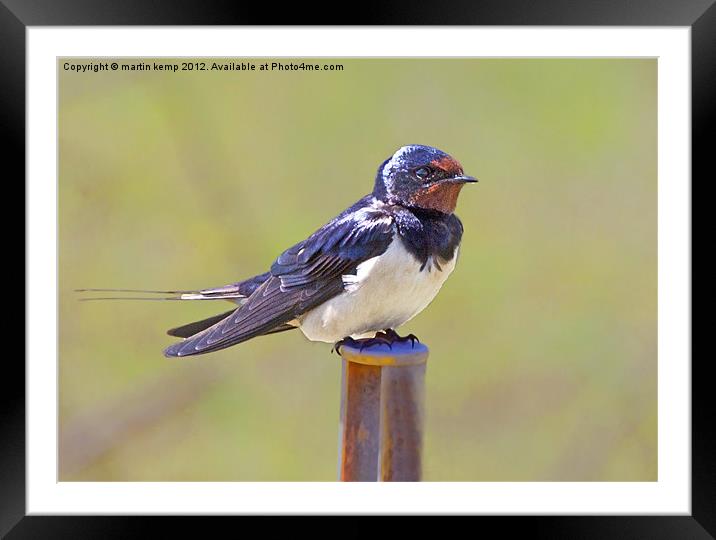Swallow Framed Mounted Print by Martin Kemp Wildlife