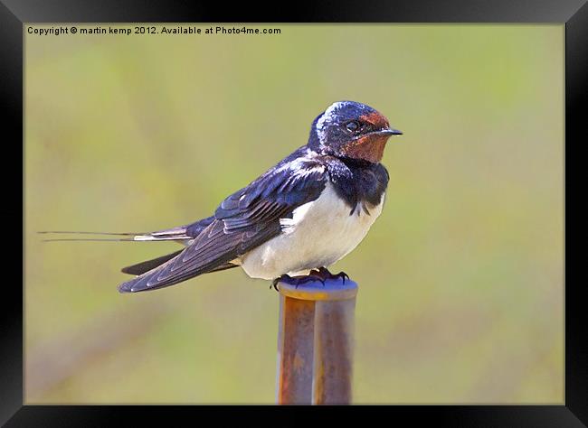 Swallow Framed Print by Martin Kemp Wildlife