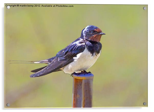 Swallow Acrylic by Martin Kemp Wildlife