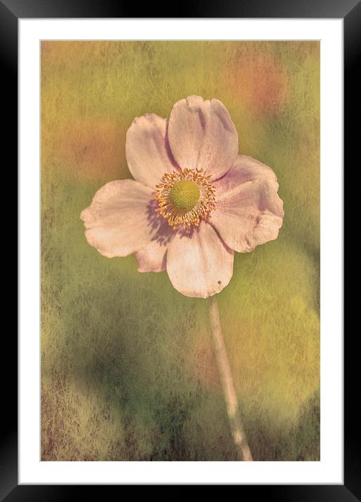 Pink flower Framed Mounted Print by Dawn Cox