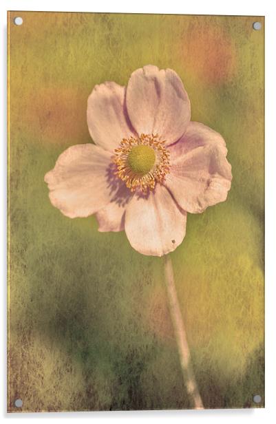 Pink flower Acrylic by Dawn Cox