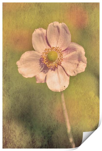 Pink flower Print by Dawn Cox