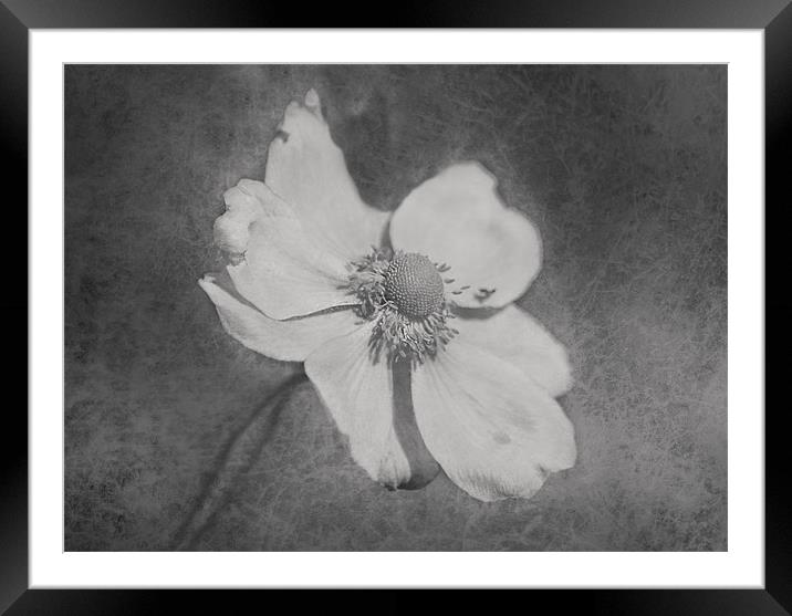 Anemone Framed Mounted Print by Dawn Cox