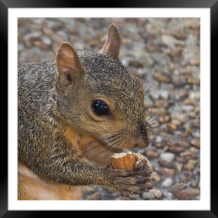 Squirrel Framed Mounted Print by Northeast Images