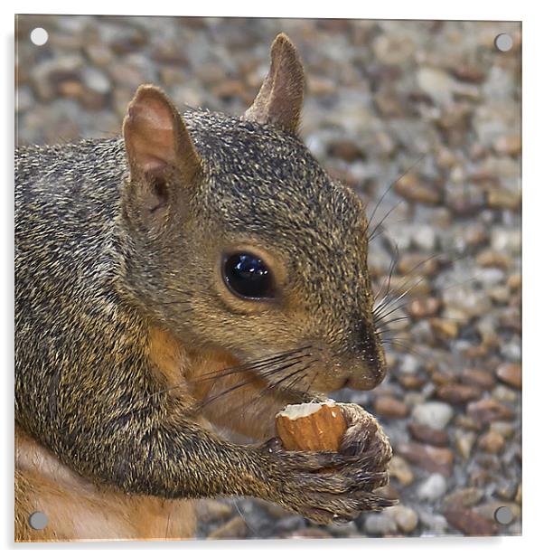 Squirrel Acrylic by Northeast Images