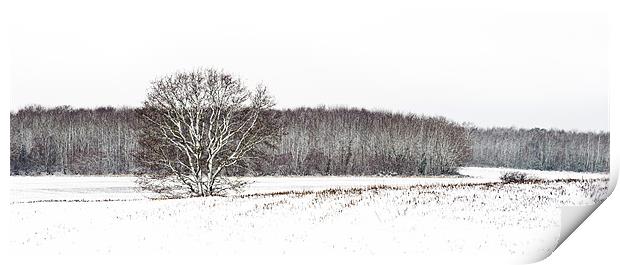snow fields Print by James Rowland