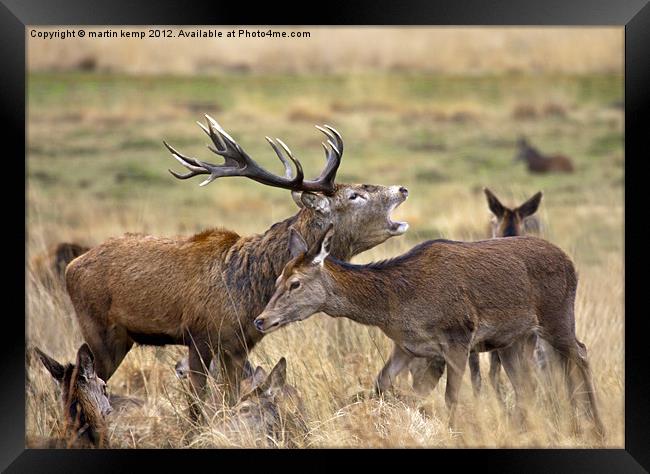 Red Deer Framed Print by Martin Kemp Wildlife
