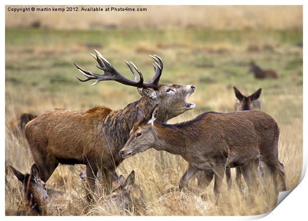 Red Deer Print by Martin Kemp Wildlife