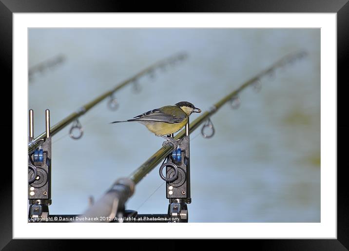 bird on fishing rod Framed Mounted Print by Daniel Duchacek