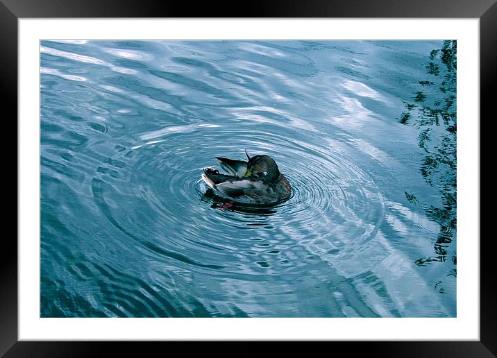 River Duck Framed Mounted Print by Caroline Williams