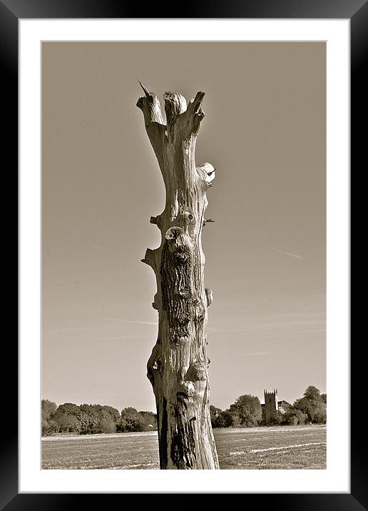 Broken Tree Framed Mounted Print by Caroline Williams