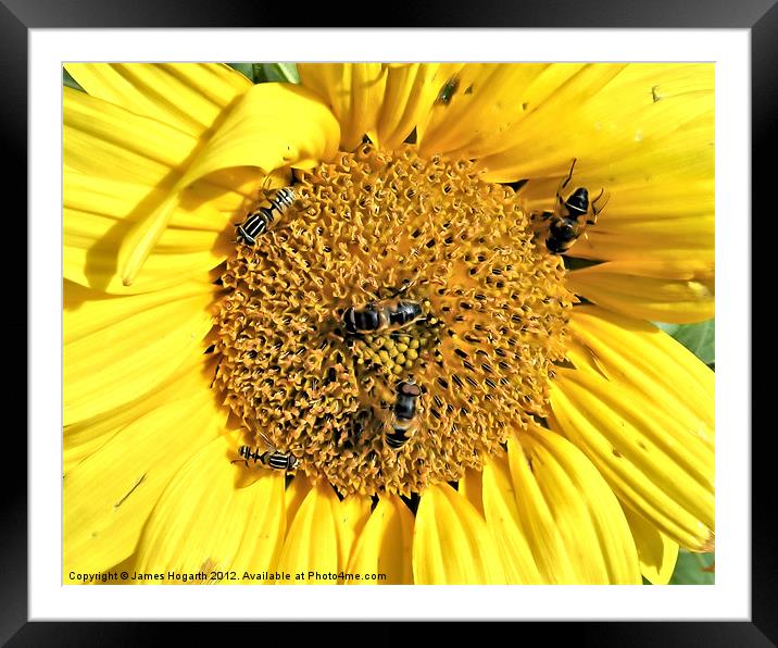 Busy Bees Framed Mounted Print by James Hogarth