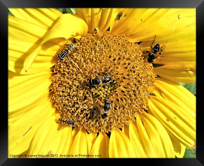 Busy Bees Framed Print by James Hogarth