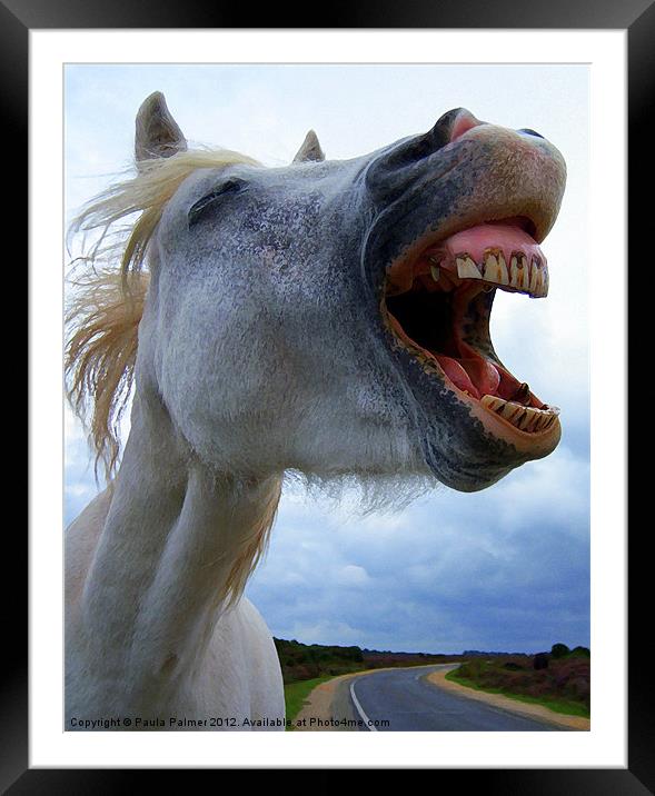 A laughing,white horse Framed Mounted Print by Paula Palmer canvas