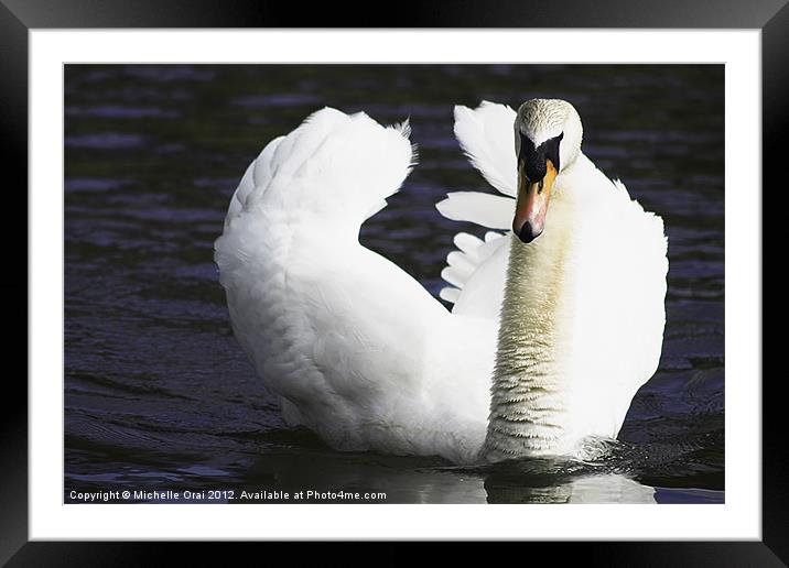 White swan on dark waters. Framed Mounted Print by Michelle Orai