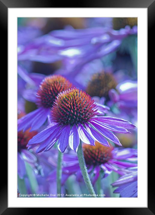 Blue Echinacea Framed Mounted Print by Michelle Orai