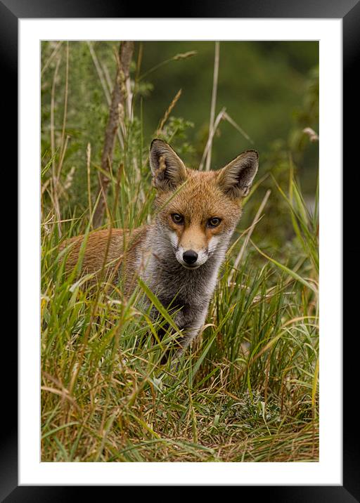 Young Fox Framed Mounted Print by Val Saxby LRPS