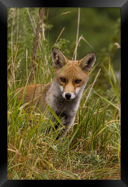 Young Fox Framed Print by Val Saxby LRPS