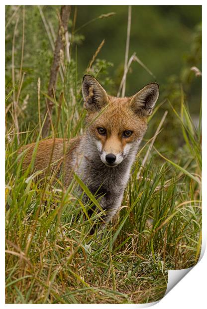 Young Fox Print by Val Saxby LRPS