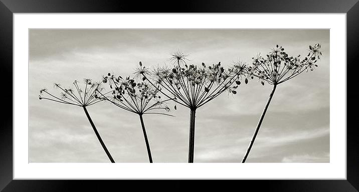 summer's end Framed Mounted Print by Heather Newton