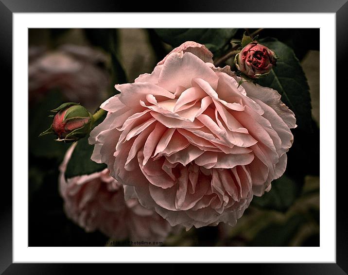rose Framed Mounted Print by Jo Beerens