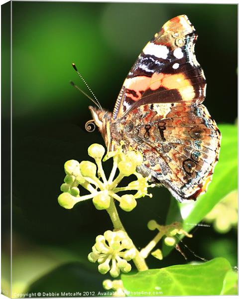 Painted lady Butterfly, Berryhead Canvas Print by Debbie Metcalfe
