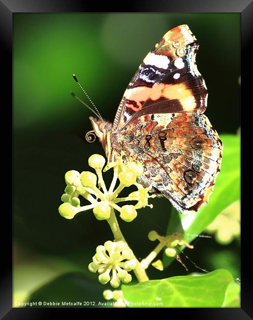 Painted lady Butterfly, Berryhead Framed Print by Debbie Metcalfe