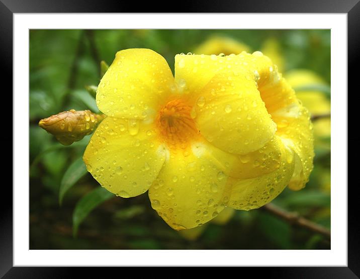 Yellow Silks rolling in the rain Framed Mounted Print by Arfabita  