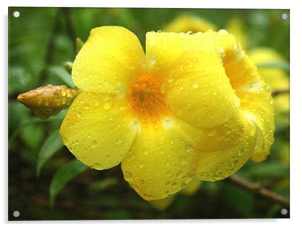 Yellow Silks rolling in the rain Acrylic by Arfabita  
