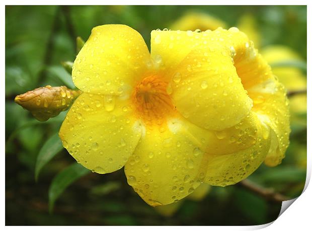 Yellow Silks rolling in the rain Print by Arfabita  