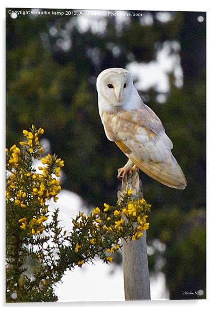 Barn Owl Acrylic by Martin Kemp Wildlife