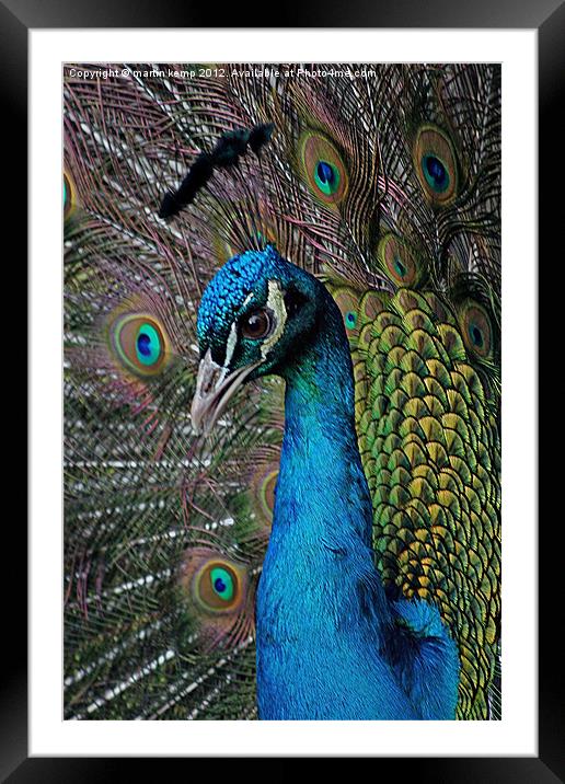 Peacock Framed Mounted Print by Martin Kemp Wildlife