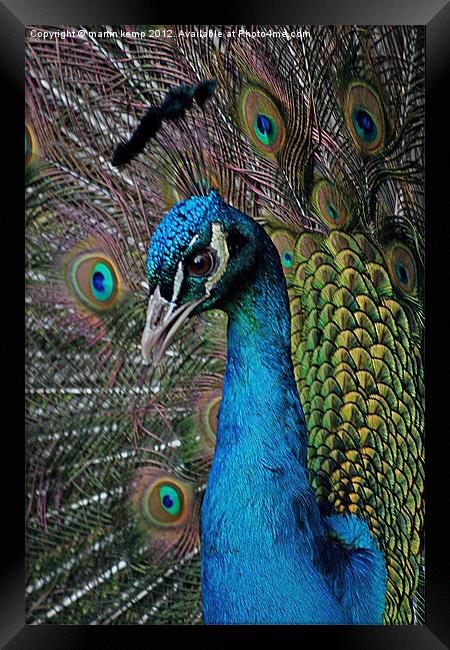 Peacock Framed Print by Martin Kemp Wildlife
