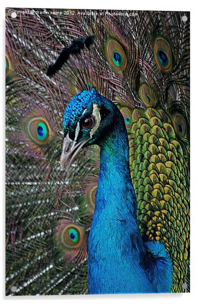 Peacock Acrylic by Martin Kemp Wildlife