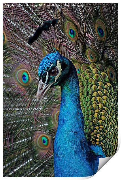 Peacock Print by Martin Kemp Wildlife