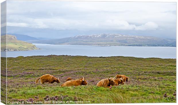 Herd with a View Canvas Print by Chris Thaxter