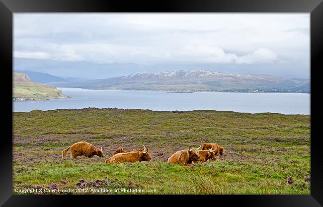 Herd with a View Framed Print by Chris Thaxter