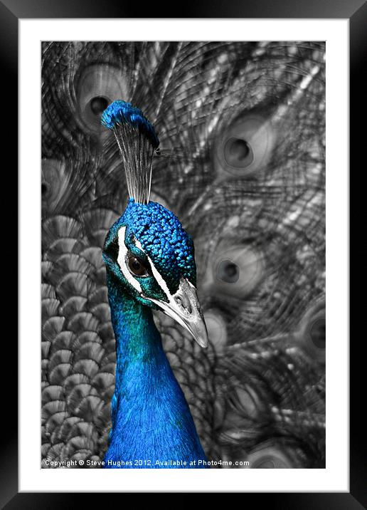 Blue Peacock Framed Mounted Print by Steve Hughes
