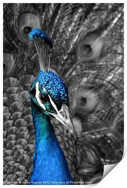 Blue Peacock Print by Steve Hughes