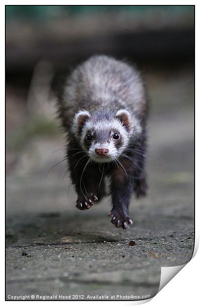 Ferret Print by Reginald Hood