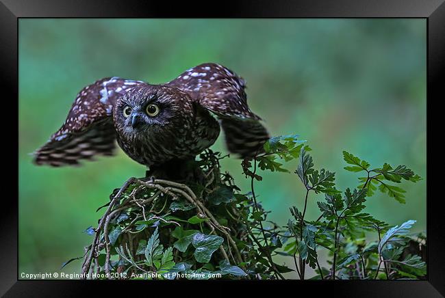 Mottled Owl Framed Print by Reginald Hood