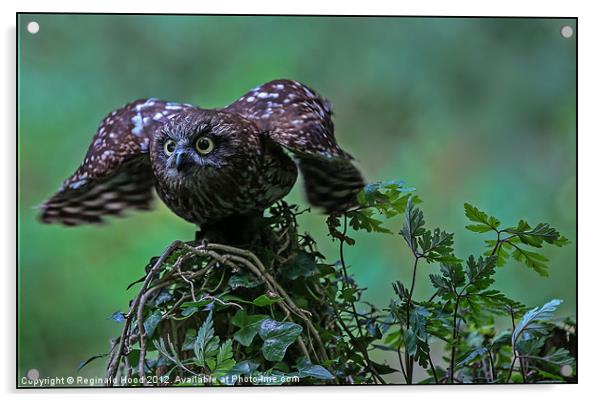 Mottled Owl Acrylic by Reginald Hood