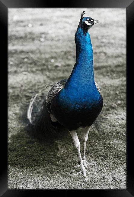 Pretty as a Peacock Framed Print by Fraser Hetherington