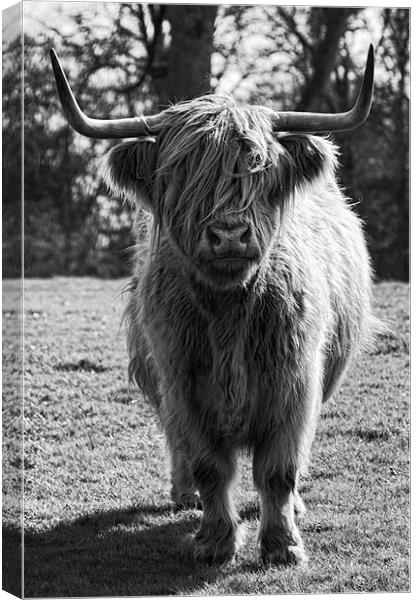 Hamish the Highland Cow Canvas Print by Fraser Hetherington