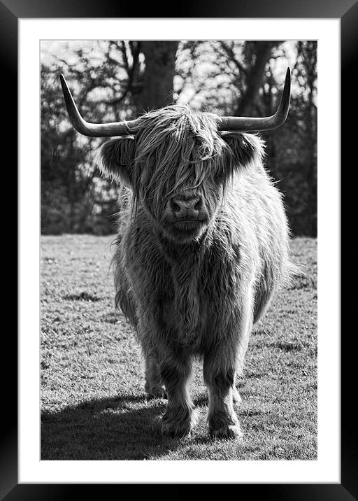 Hamish the Highland Cow Framed Mounted Print by Fraser Hetherington
