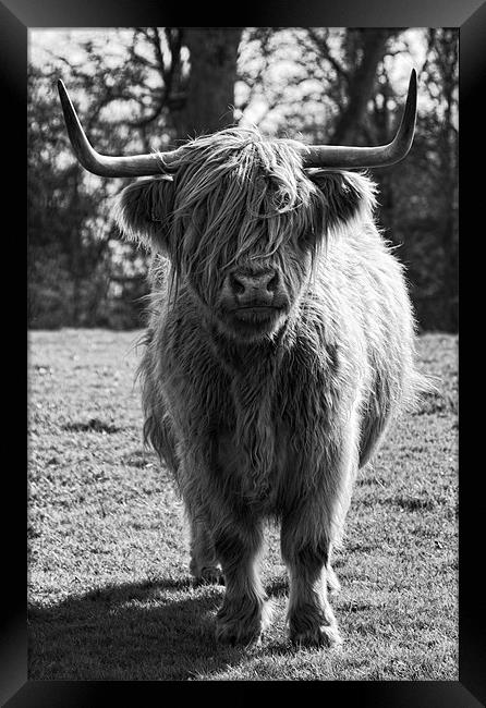Hamish the Highland Cow Framed Print by Fraser Hetherington