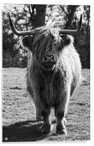 Hamish the Highland Cow Acrylic by Fraser Hetherington